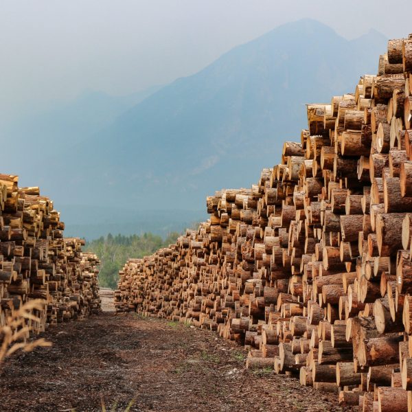 Rows,Of,Piled,Of,Logs,,,Waiting,To,Be,Processed,